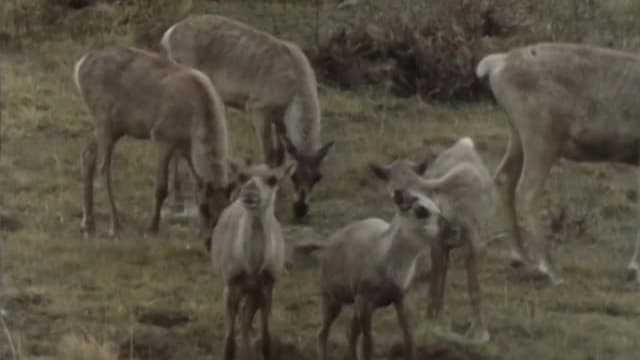 S01:E08 - Land of the Caribou