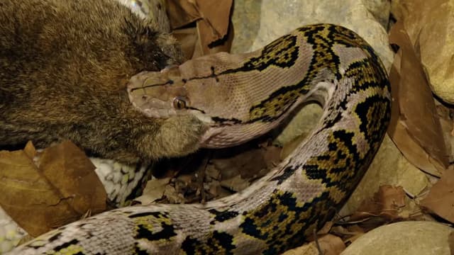 S02:E02 - Robert’s Python Swim