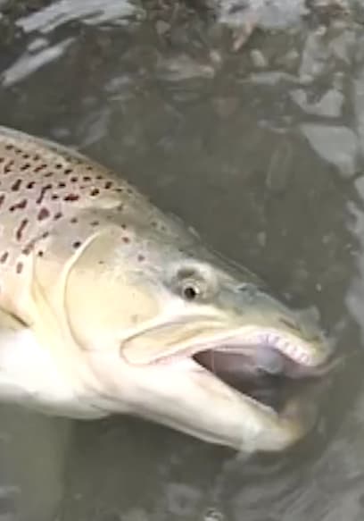 S01:E11 - South Westland Trout and Venison poster