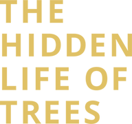 The Hidden Life of Trees