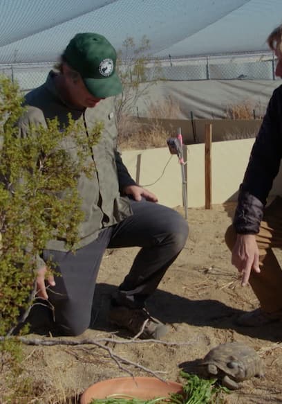 S01:E01 - Desert-Dwelling Tortoises poster