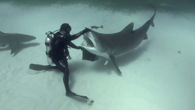 S05:E01 - Tiger Sharks in the Bahamas + Crystal Cave of Abaco, Bahamas