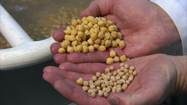 S15:E09 - Beans