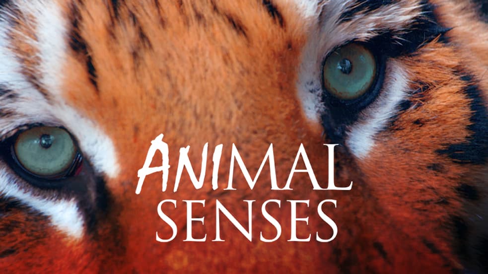 Watch Animal Senses Streaming Online | Tubi Free TV