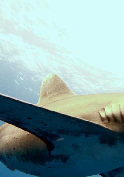 S01:E02 - Oceanic Whitetip Sharks poster