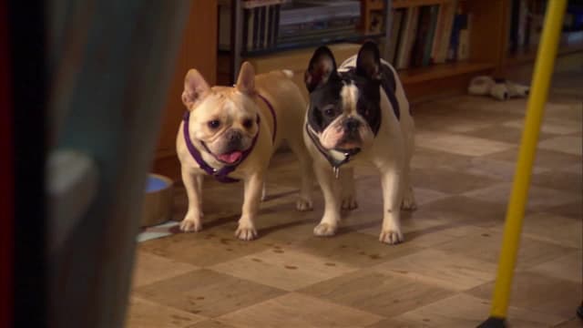 S03:É10 - S03:E10 - French Bulldog Revolution