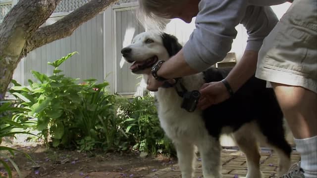 S03:E06 - Dog Gone