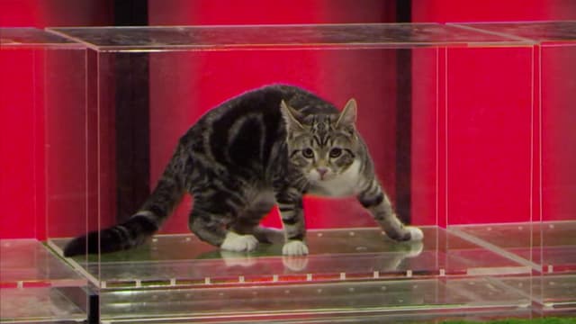 S01:E02 - 100cm Cat Dash