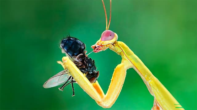 S01:E09 - Building Wild Ecosystems: Tanks, Insects, Scorpions and a Mini Lake!