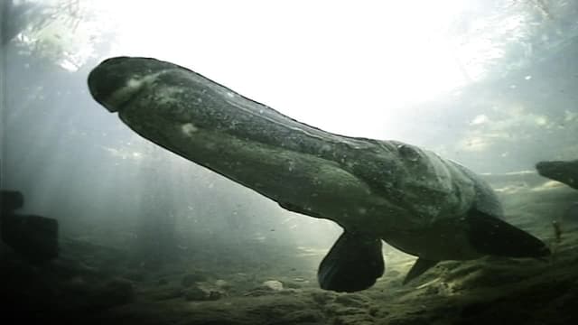 S01:E02 - Alligator Gar