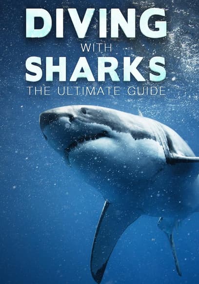 Diving With Sharks: The Ultimate Guide