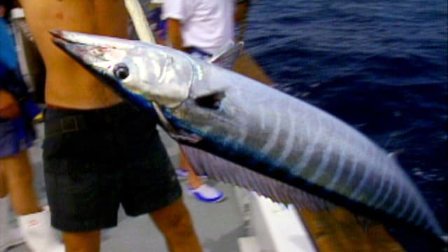 S01:E07 - Big Boat Big Fish: Part 3