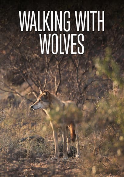 Walking With Wolves