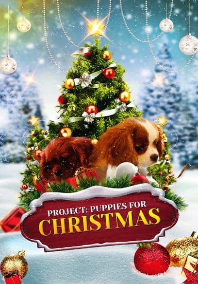 Project: Puppies for Christmas