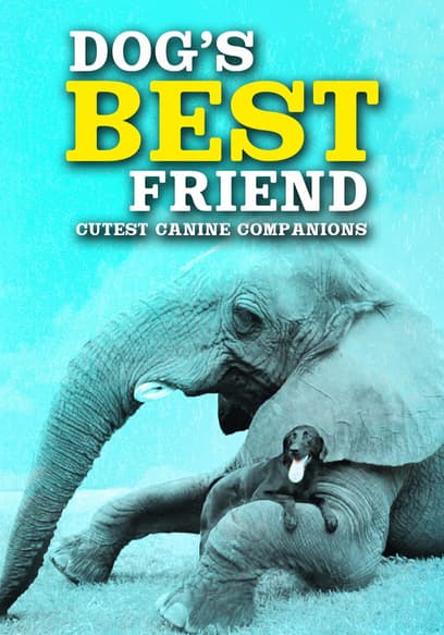 Dog's Best Friend: Cutest Canine Companions