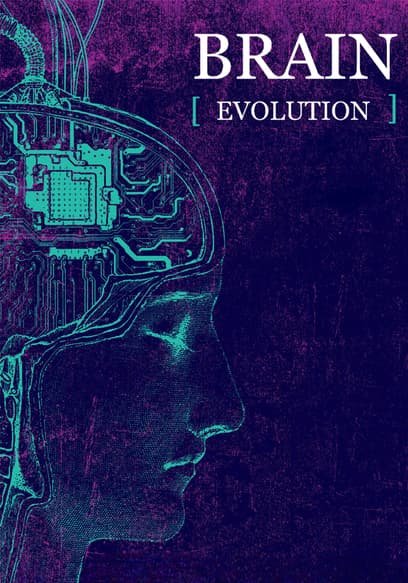 Brain. Evolution