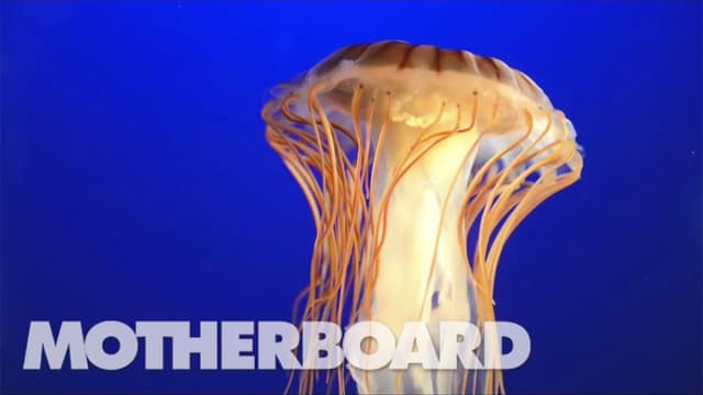 S01:E10 - The Jellyfish That Holds a Key to Immortality & the Brain Freeze Challenge