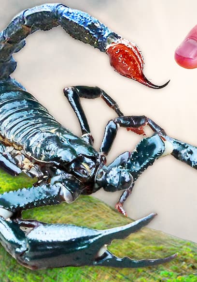S05:E10 - Stung by World’s Biggest Scorpion! poster