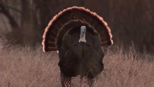 S10:E1009 - Wild Turkey (Pt. 1)