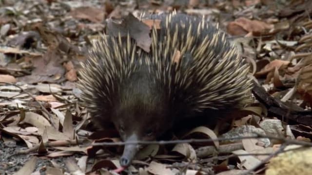 S01:E11 - Echidna