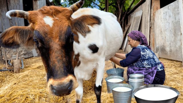 S01:E04 - Delicious Dishes From Fresh Milk