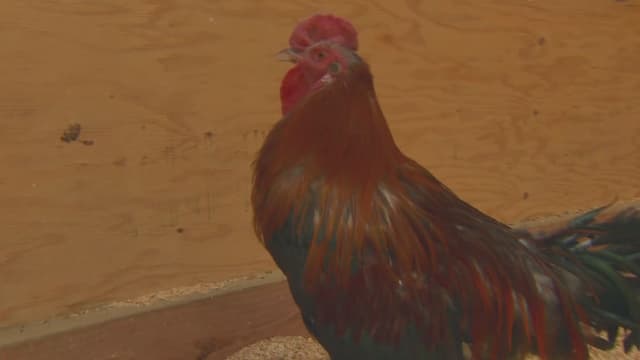 S08:E09 - Healing Farm