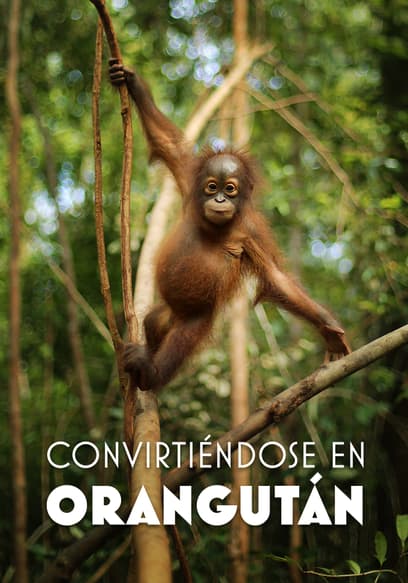 Convirtiéndose en orangután poster