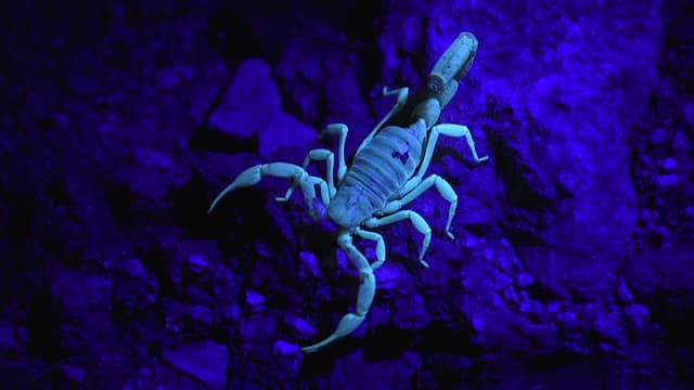 S01:E01 - Stung by a Scorpion!