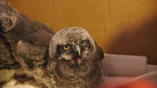 S02:E09 - Operation Baby Owl Rescue