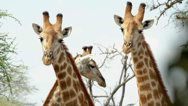 S16:E12 - #BookYourHunt