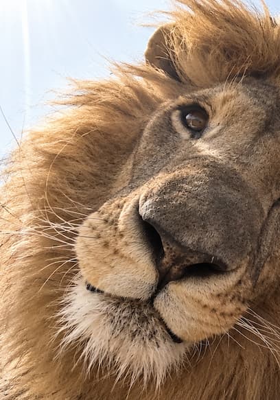 S02:E04 - Do Lions Think Humans are Strange? poster