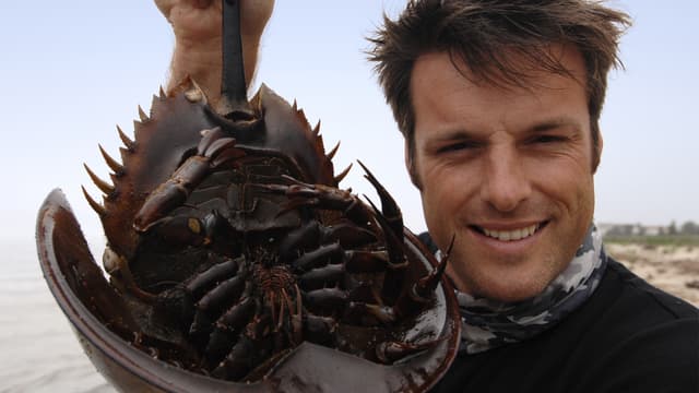 S03:E04 - Horseshoe Crab