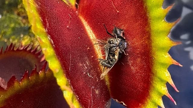 S01:E18 - Carnivorous Plant Olympics: Which One Eats the Most Pests?