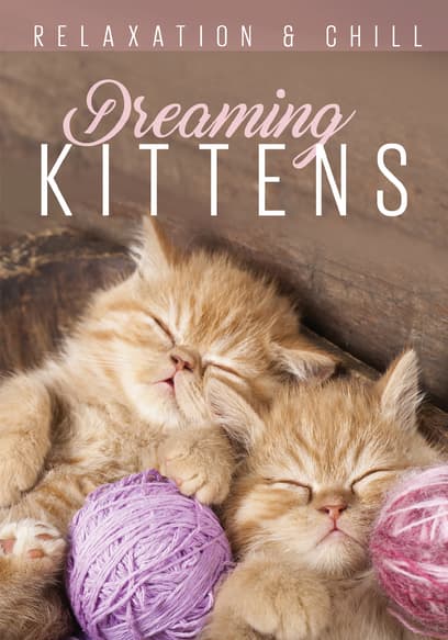 Relax: Dreaming Kittens poster