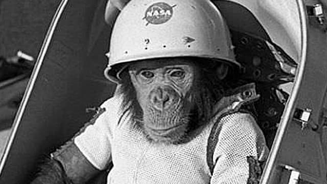 S03:E19 - Smart, Stupid, & Weird Animals