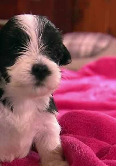 S01:E07 - Super Fluffy Puppies poster