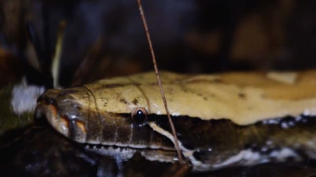 S01:E17 - Trailing the Blood Python: A Giant Serpent of the Forest