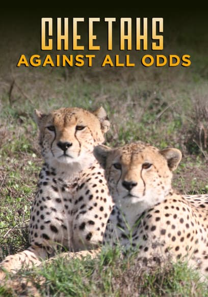 Cheetahs: Against All Odds