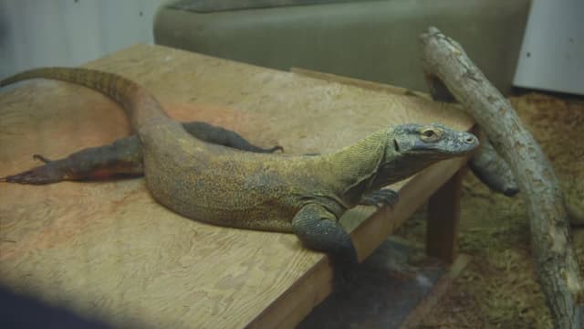 S02:E09 - Training Dragons