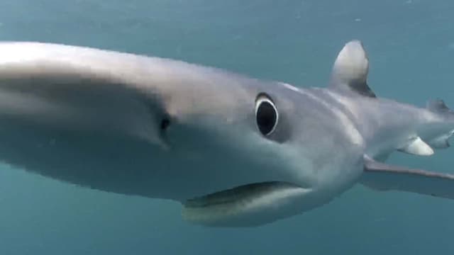 S01:E05 - Tiger Sharks in the Bahamas