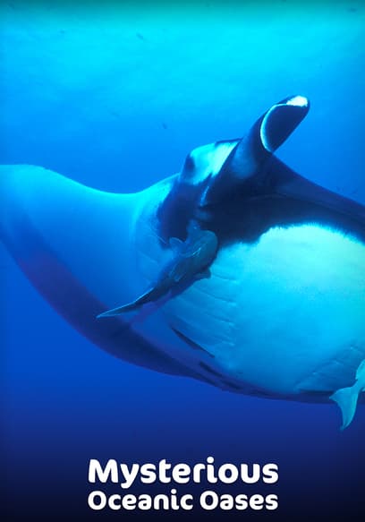 Mysterious Oceanic Oases