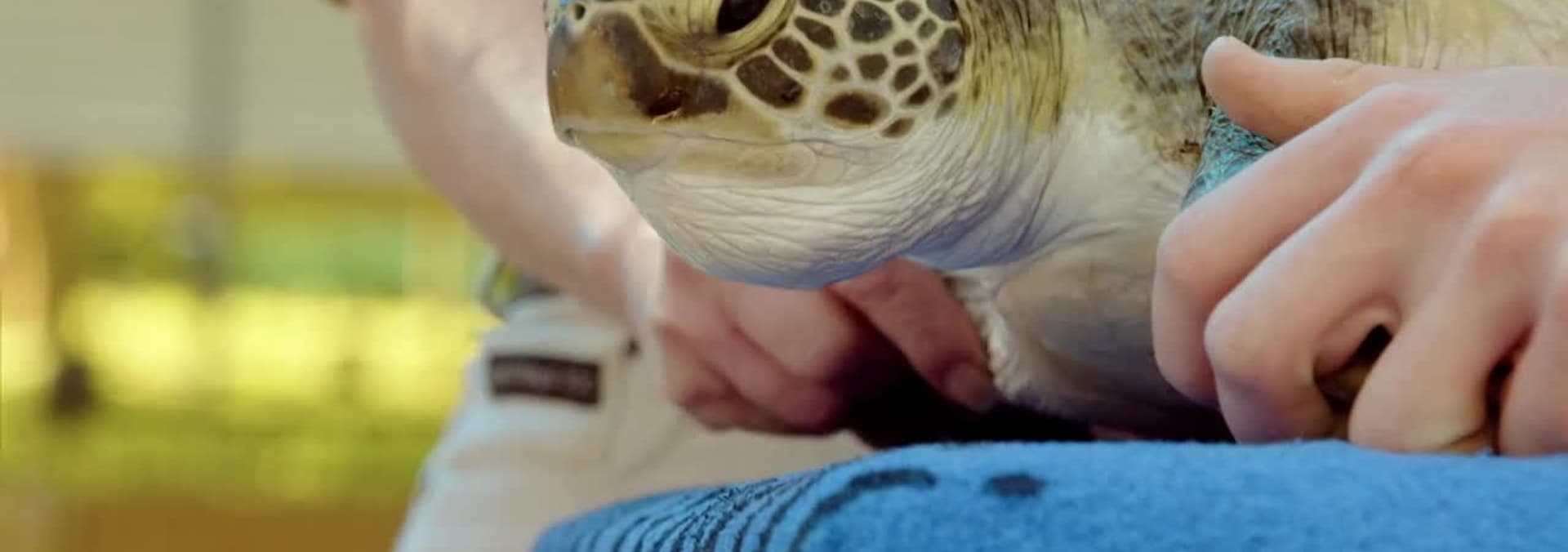 Watch Crikey! It's the Irwins S02:E10 - Turtles Take Flight - Free TV ...