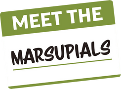 Meet the Marsupials