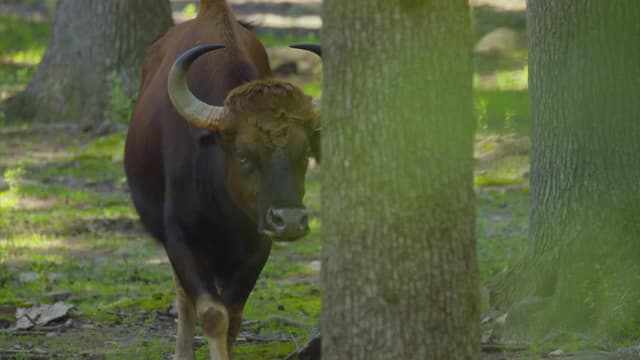Watch The Zoo S03:E08 - The Great Gaur Move - Free TV Shows | Tubi