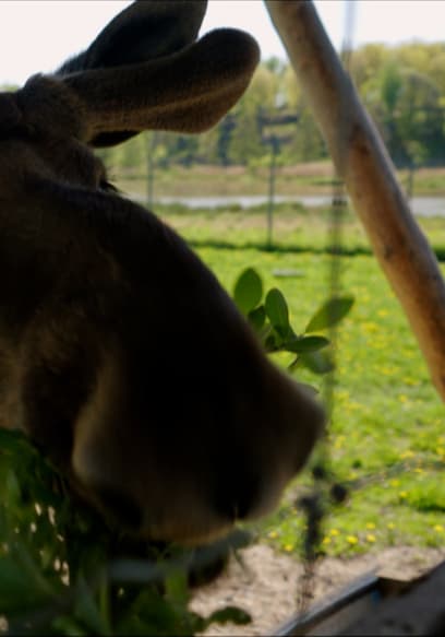 S05:E02 - Swedish Wild Boar poster