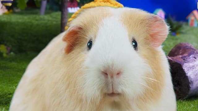 S01:E10 - Tortoise and the Mittens / Calm Pants / Mittens’ Cousin