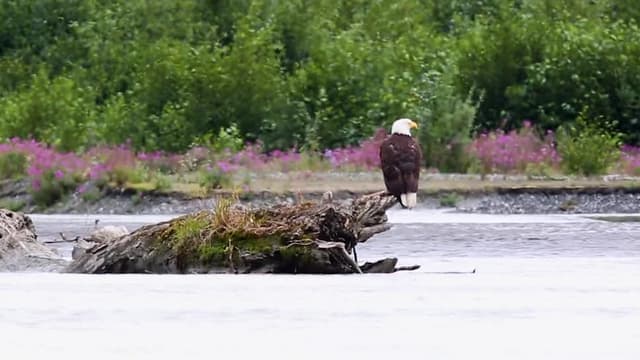 S01:E06 - Bald Eagle Adventure
