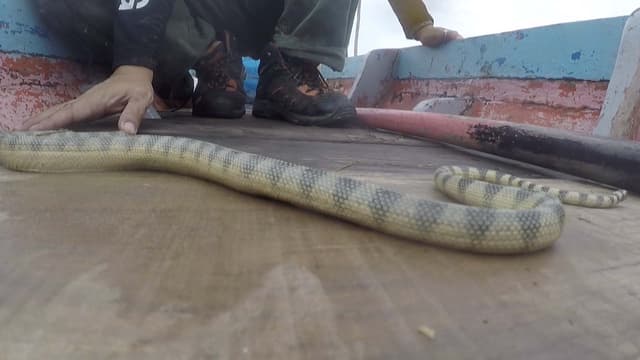 S01:E19 - Finding Poisonous Snakes of Songkhla Lake (Pt. 1)