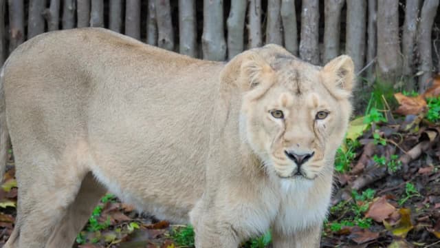 S01:E01 - London Zoo at Christmas