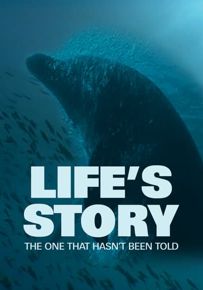 Life's Story